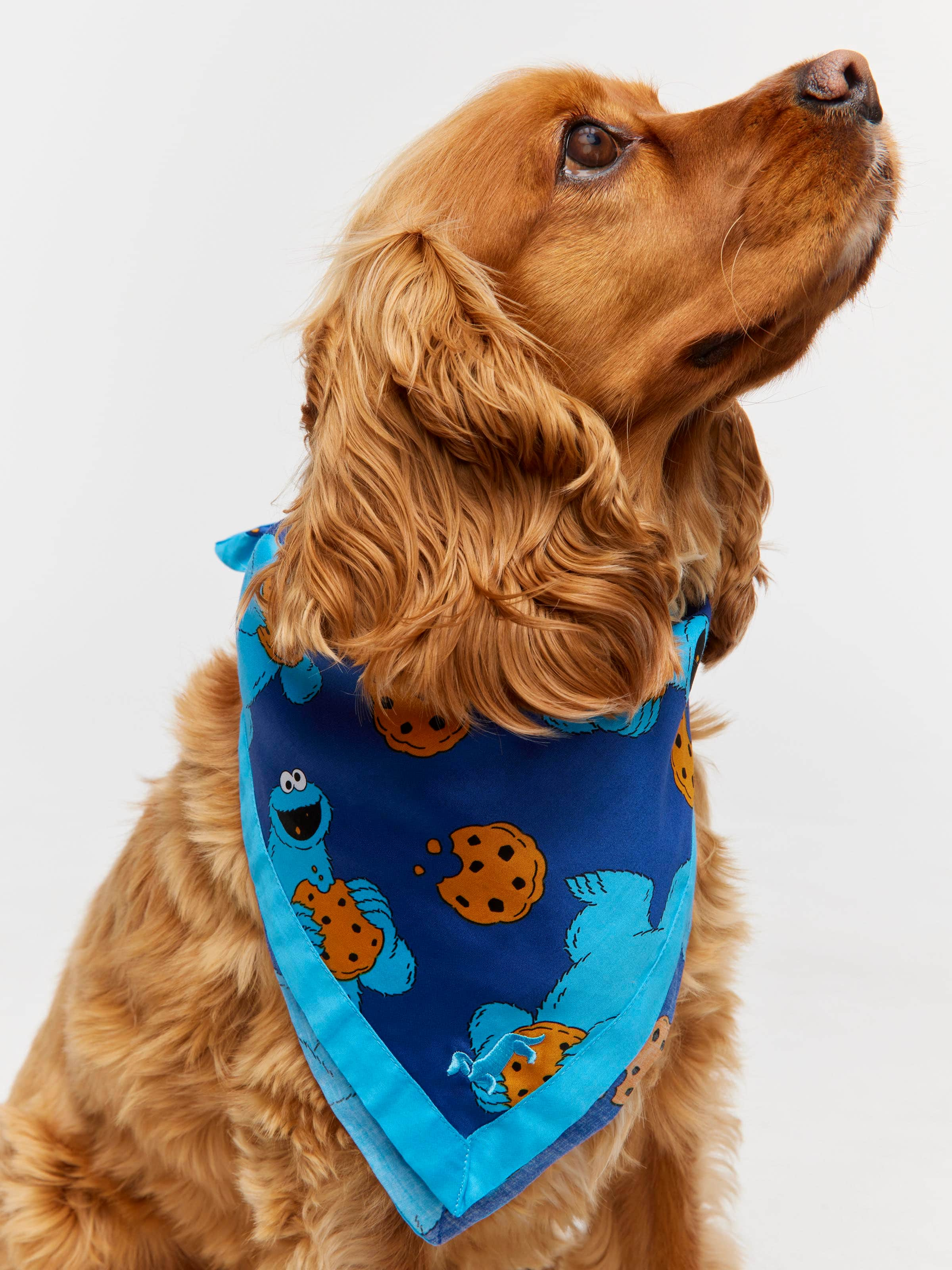 Cookie Monster Dog Bandana