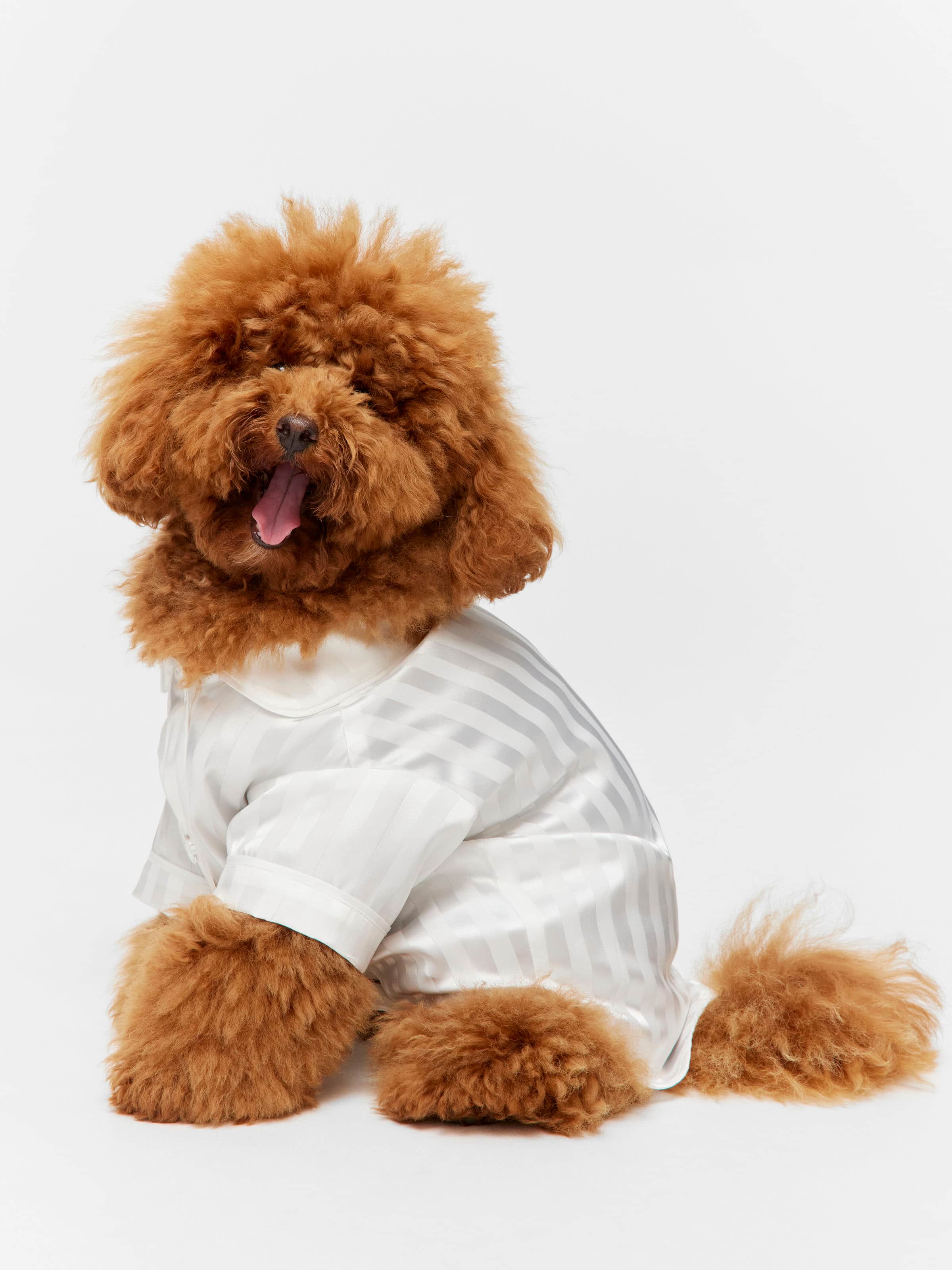 White Stripe Satin Doggie Shirt